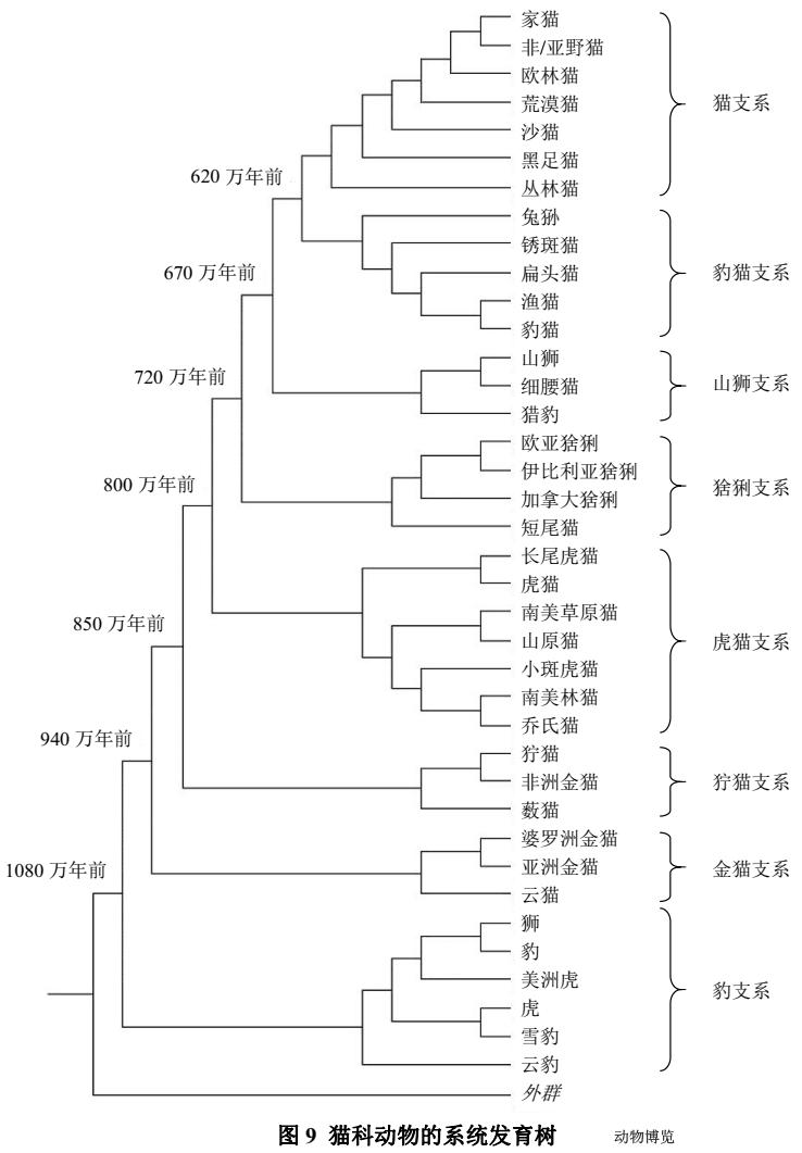 云吸猫宠物,云吸猫人士怎么玩