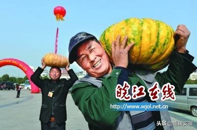 和县蔬菜产业发展,蔬菜产业如何与乡村振兴有效衔接