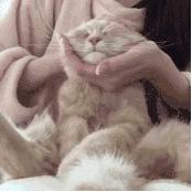 给猫咪按摩的重要性,给猫按摩对猫有好处吗