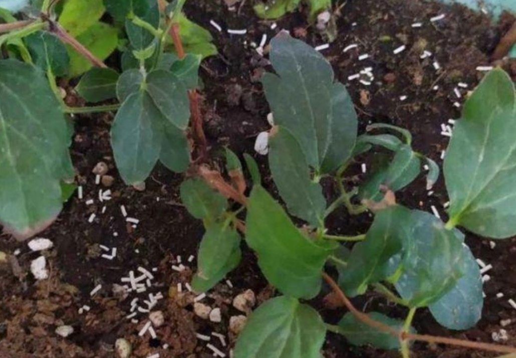 养花中出现小黑飞蚊怎么消除,养花有小黑飞怎么办