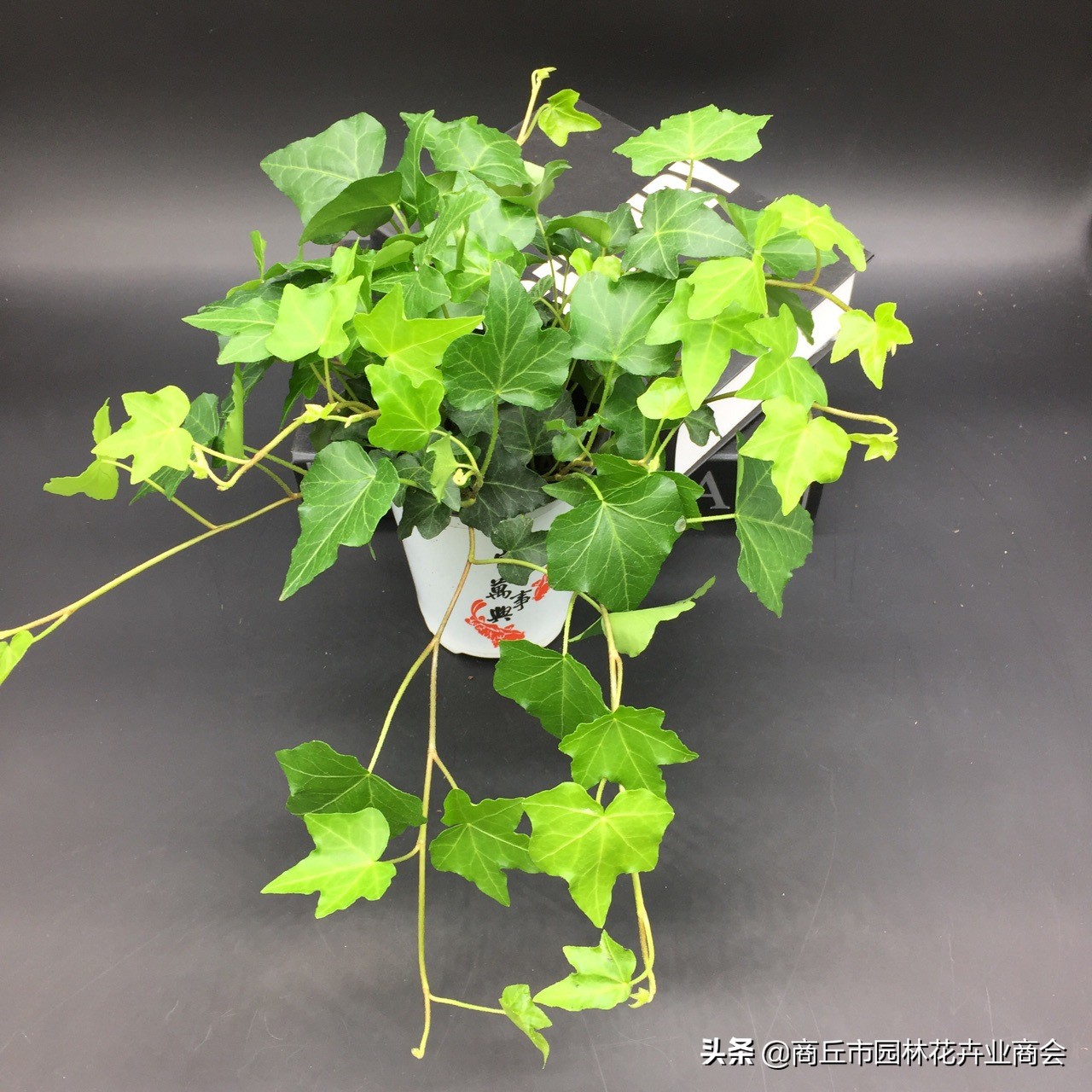 常春藤为啥总是养不活,常春藤收到货后怎么养护