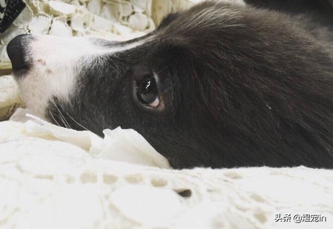 边牧狗狗体温多少正常,边牧幼犬发烧怎么办