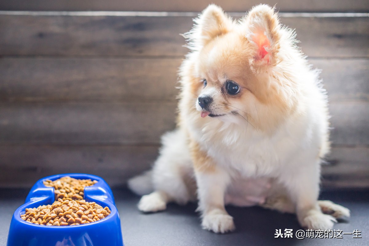 博美怎样才是喜欢你,博美误食老鼠药后应该怎么照顾