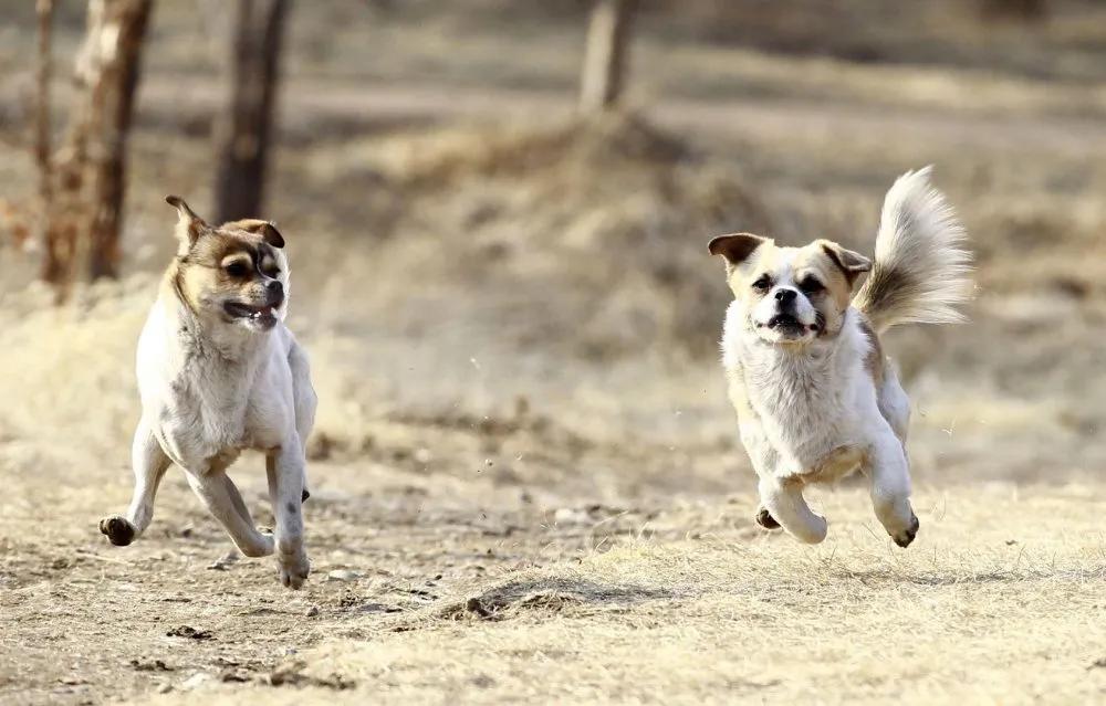长春街头今天视频,长春街头多了一道靓丽风景线