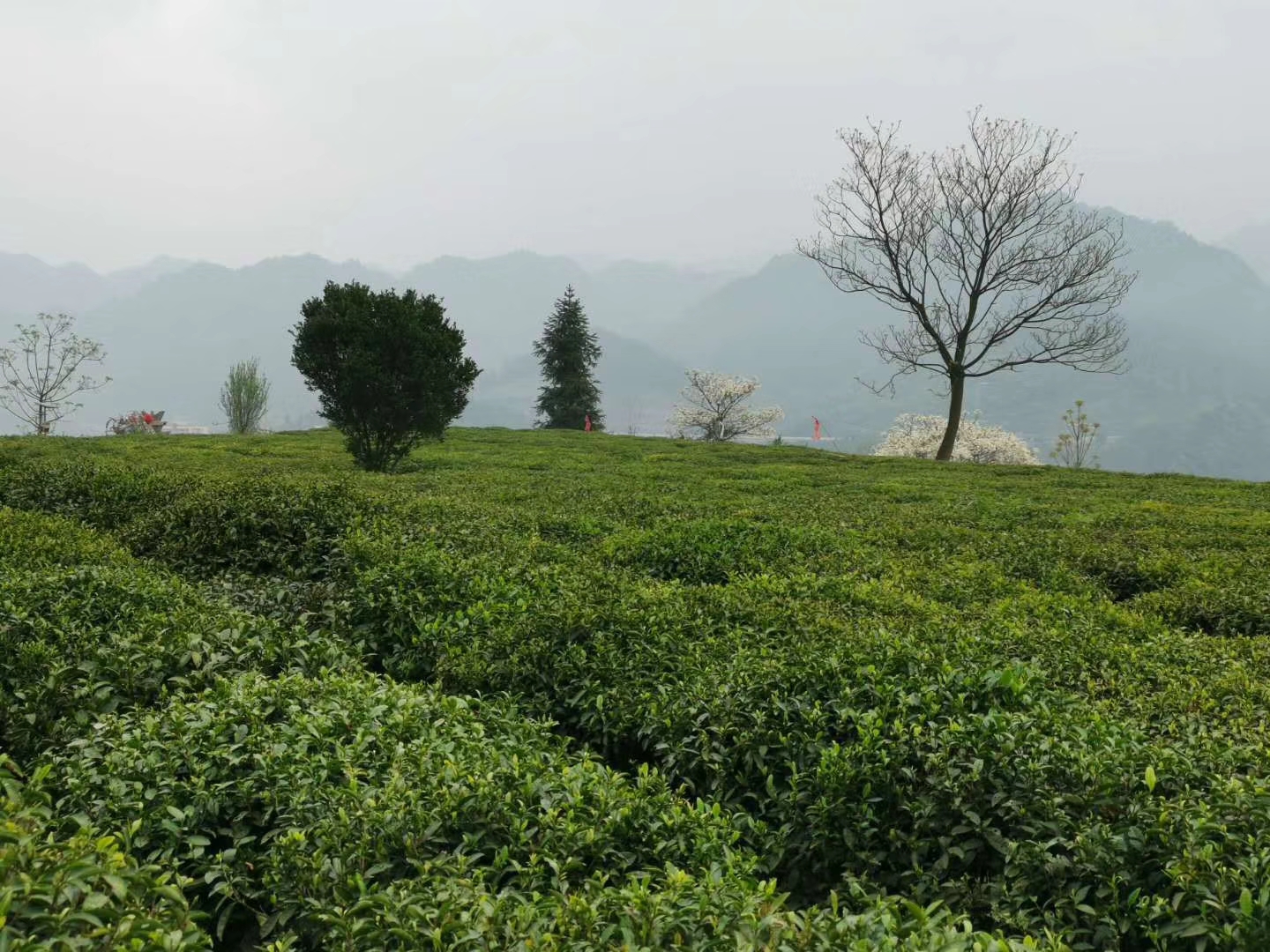 古丈毛尖是绿茶吗,古丈毛尖绿茶保质期
