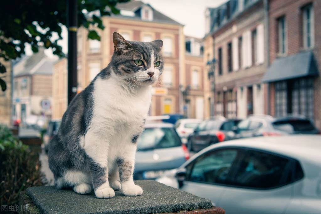 猫咪调皮治疗方法,猫咪顽皮阶段