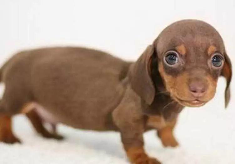 狗狗品种的分类你都了解吗,狗狗哪个品种当宠物狗更好