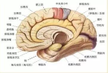 神奇的防衰延寿——莲菁华/莲原花青素