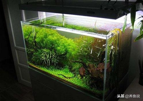 鱼缸水温上升太快鱼儿会生病吗,鱼缸多久清洗一次褐藻
