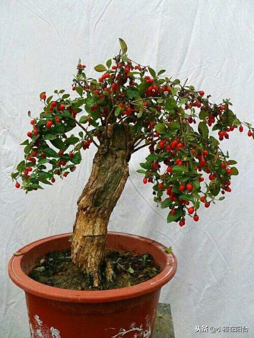 好养能结果的小盆栽,适合从种子开始养的盆栽