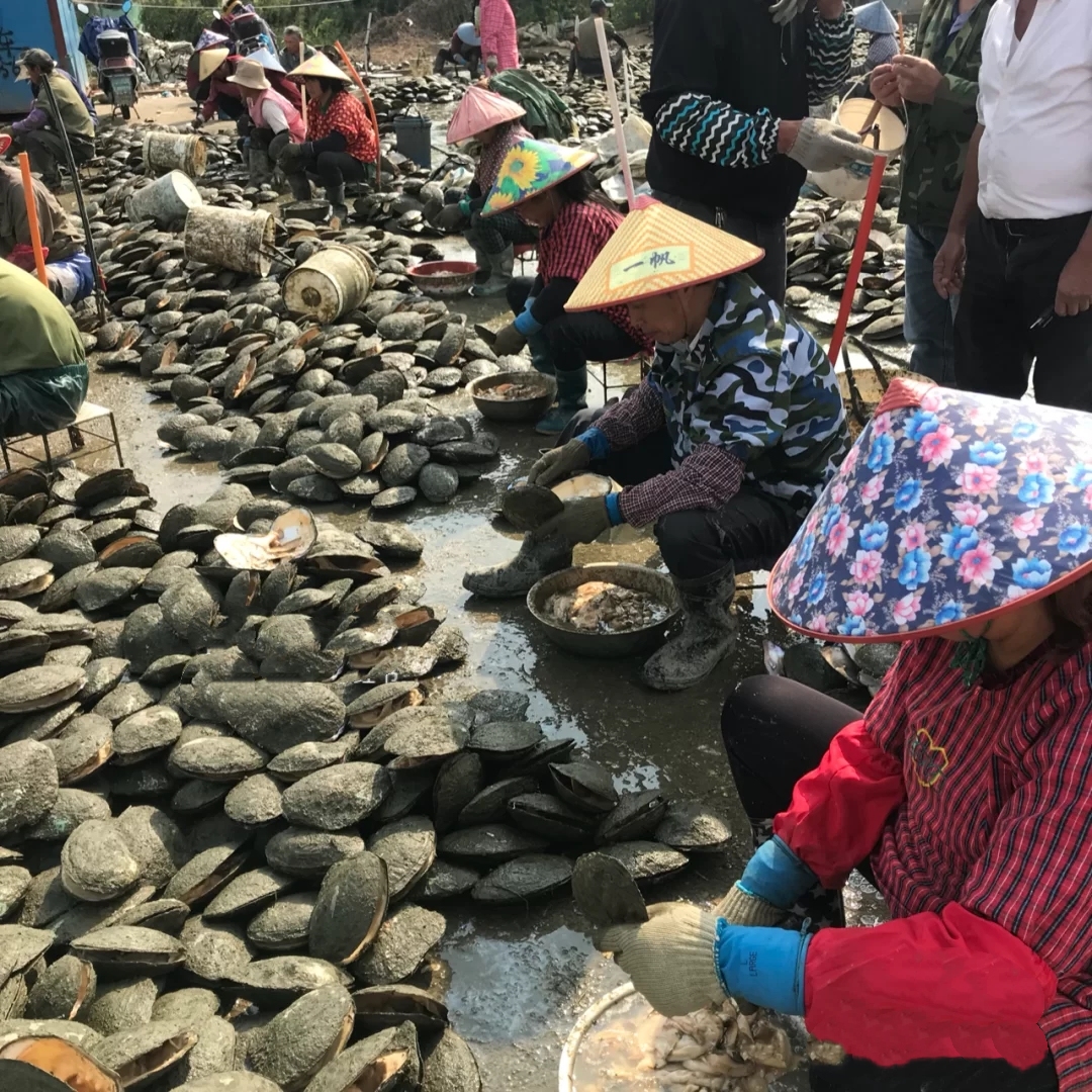 蚌取了珍珠肉还吃吗,开蚌壳取珍珠之后蚌肉能吃吗