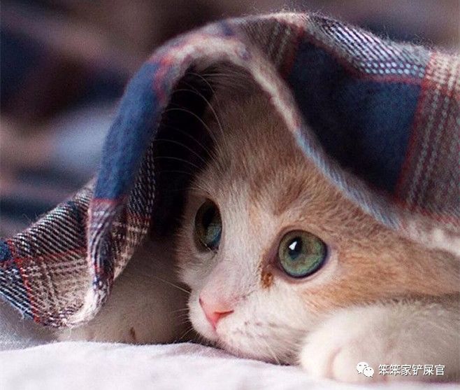 猫咪尿结石不治疗会死吗,猫咪尿结石导致肾衰竭