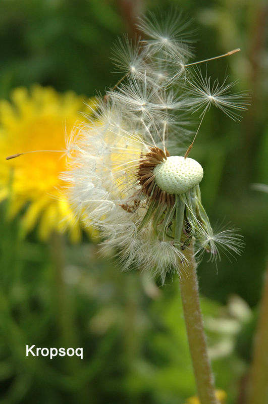 陆龟最喜欢的蔬菜,陆龟爱吃什么