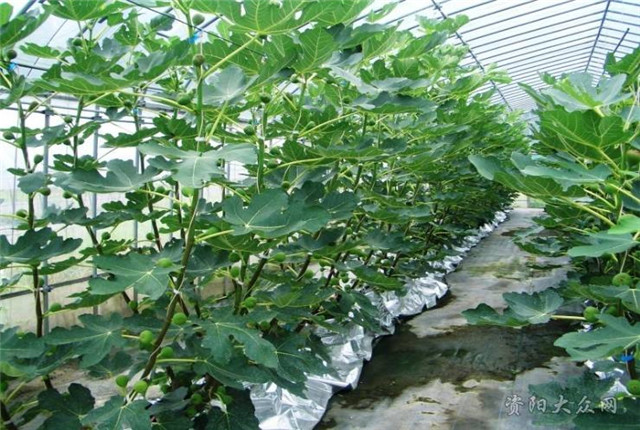 无花果种植技术和管理方法,无花果种植技术与管理如何挂果多