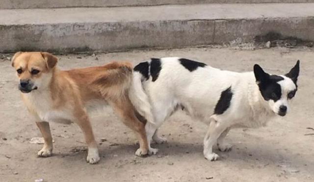 养狗的正确方法和建议,关于养狗的基本知识和方法