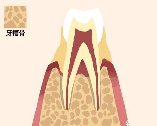 一颗牙齿的动画图片,牙齿脱落过程图解