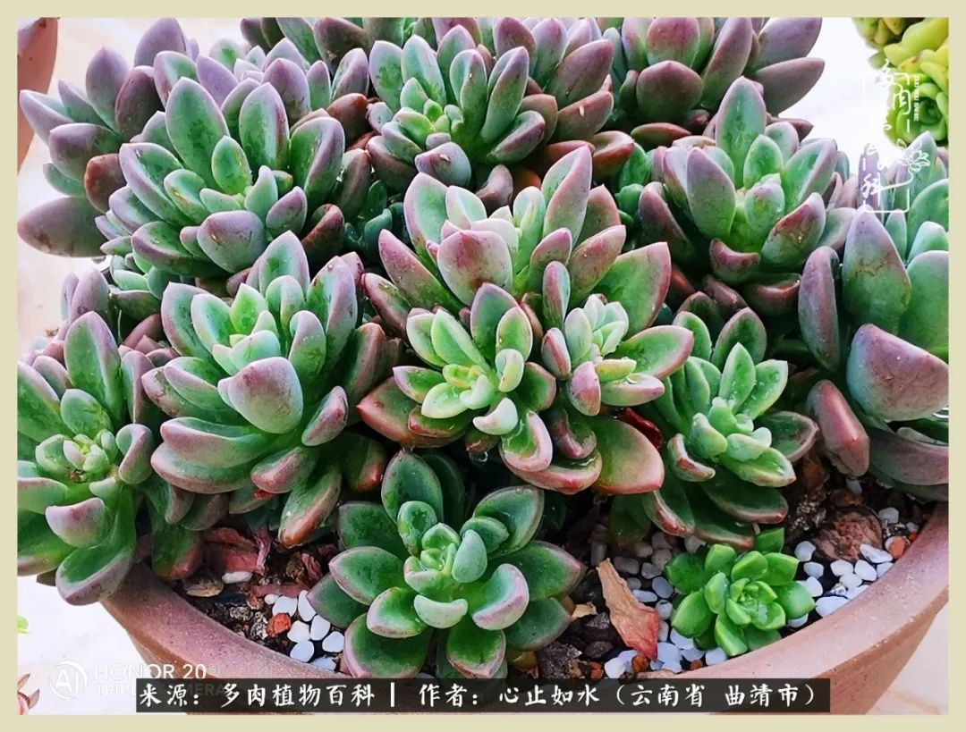 感谢陪伴感恩所有的遇见,让每个人都能感受到多肉的美好