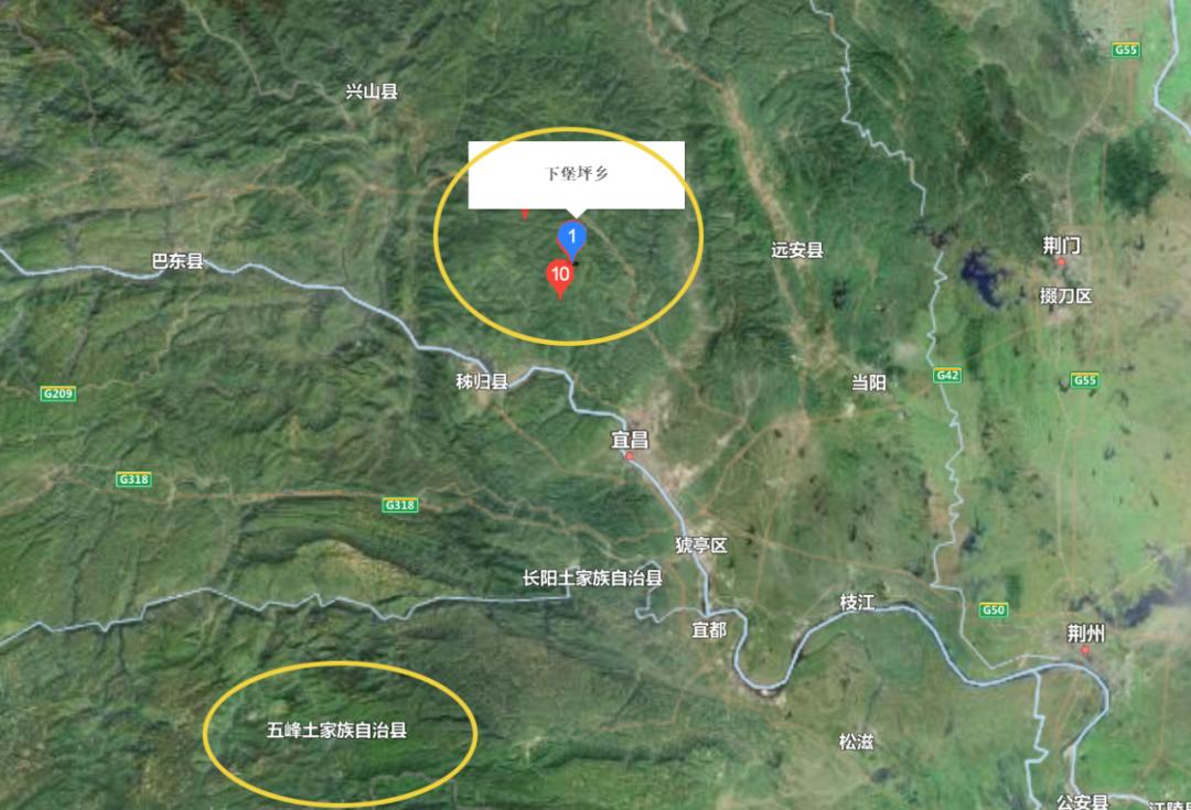 达州道地药材天麻,正宗中药材天麻