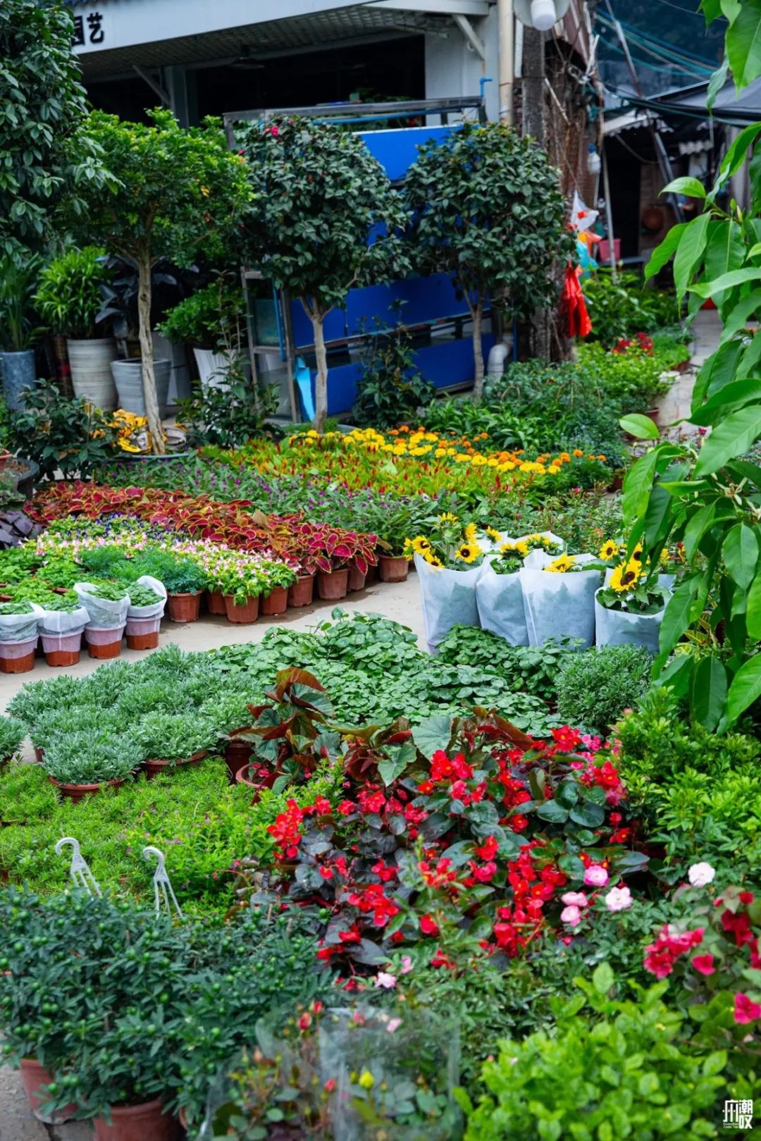 广州最便宜的花卉市场1块钱,广州岭南花卉市场买花攻略