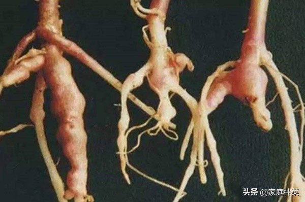 胡萝卜产生“佛手”，虽然看起来很漂亮，却可能导致植株提早死亡