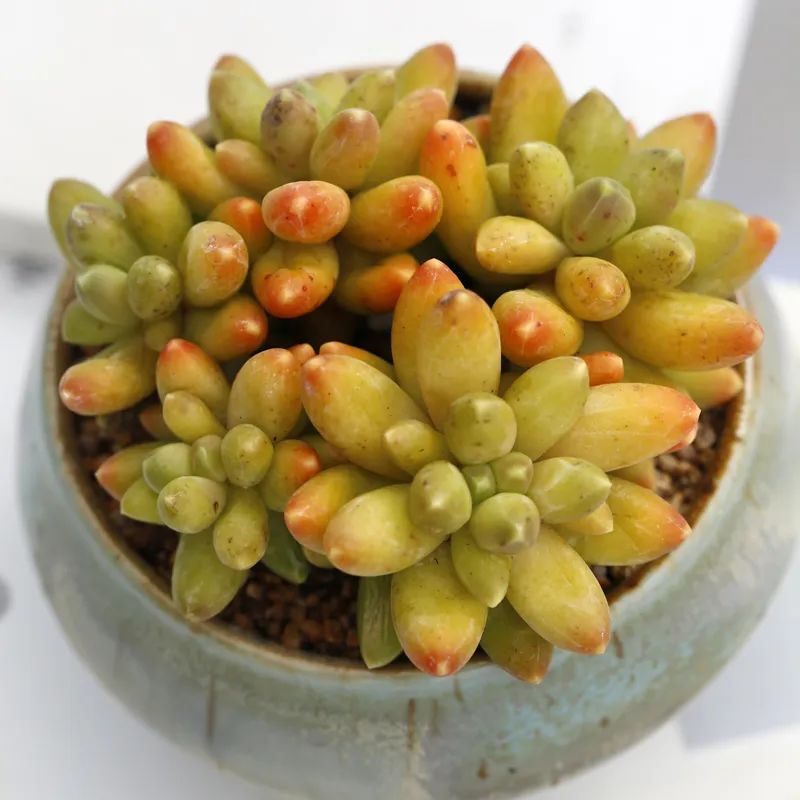 有暗纹的多肉有哪些,暗纹系多肉有哪些