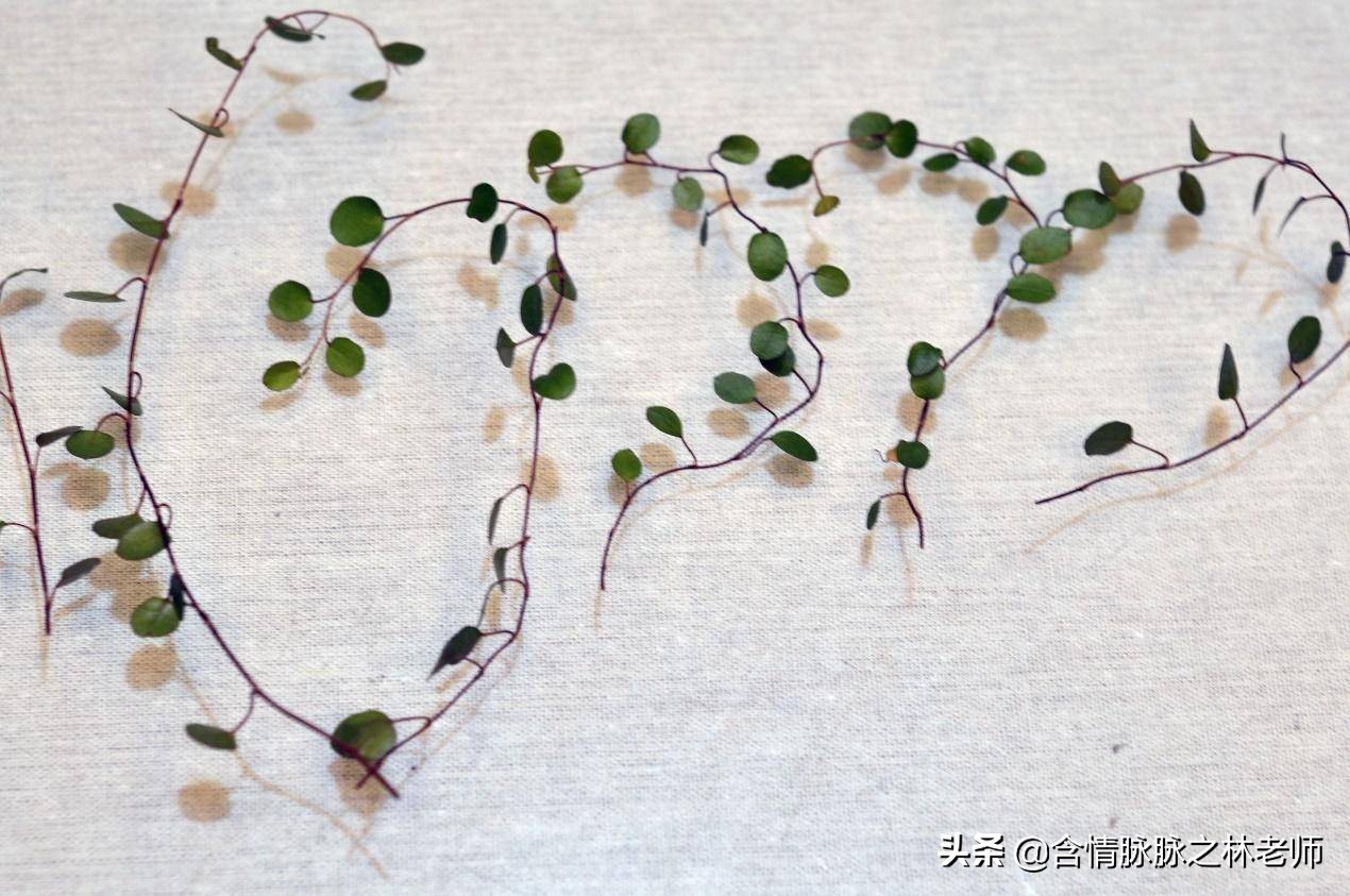 家里植物长得不好有什么说法,家里什么植物都养不好是什么原因