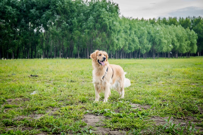 金毛老咬尾巴怎么办,金毛咬尾巴怎么回事