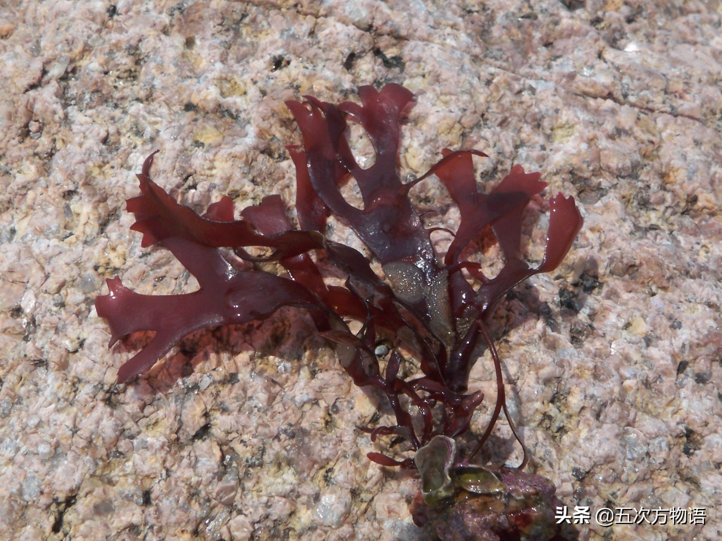 海里的食用藻类图片,青岛海边常见的生物