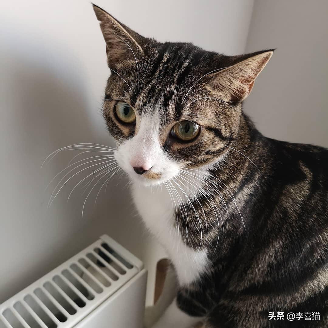 辟谣猫咪谣言,辟谣猫咪并非黑夜都能看得清