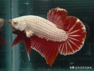 斗鱼哪个品种好养活,斗鱼品种哪个好养