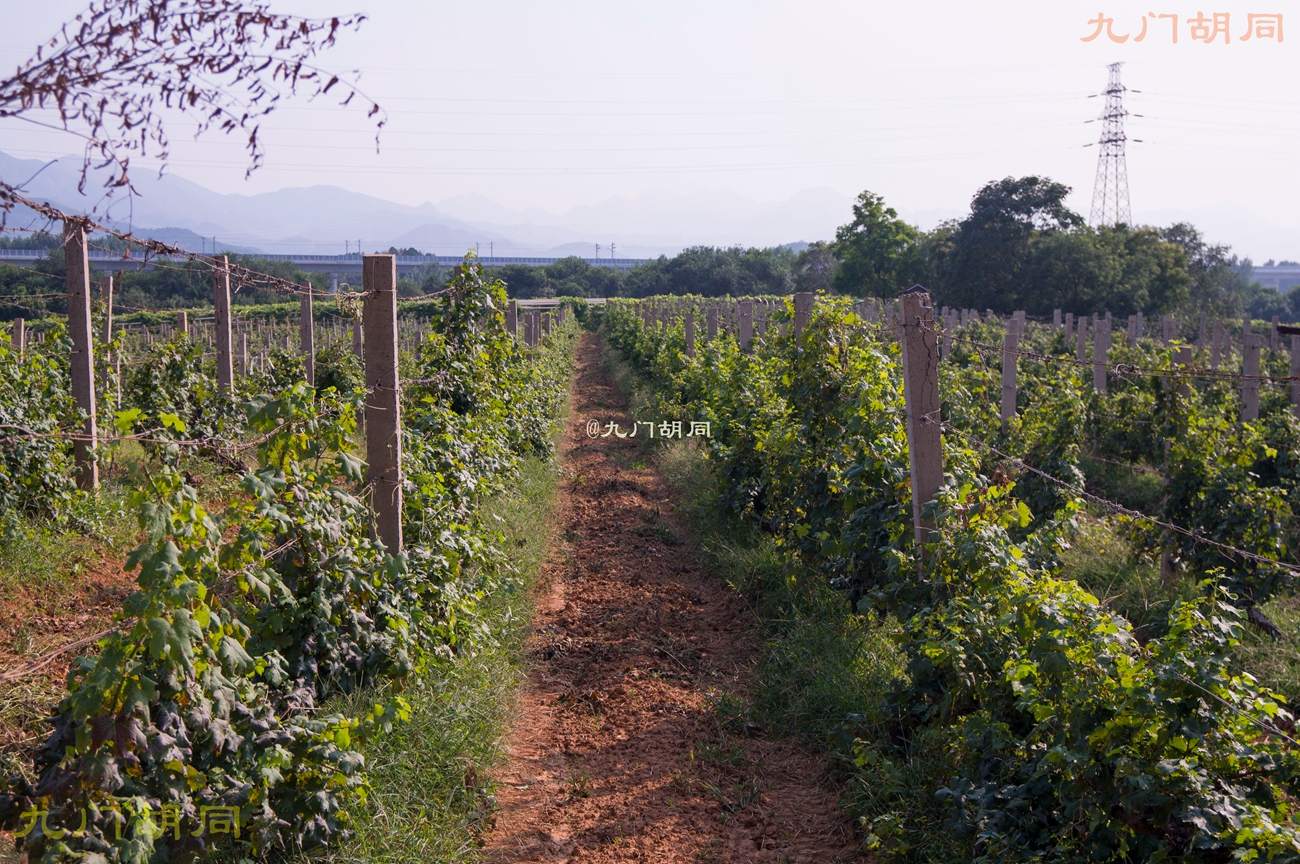 北京密云张裕爱斐堡酒庄一日游,密云张裕爱斐堡酒庄好玩吗