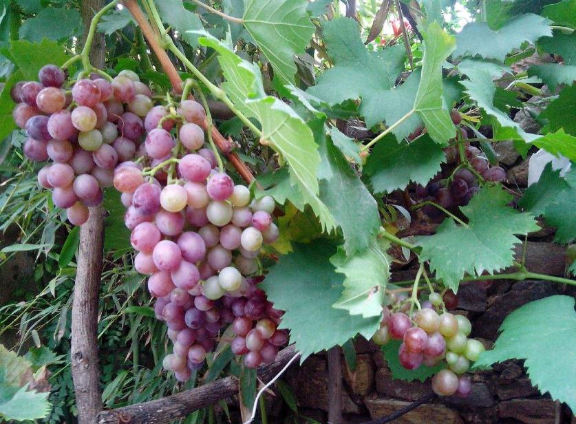 葡萄果粒大小不均咋办,葡萄粒长不大怎么解决