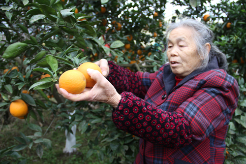 柑橘采果后果园管理要点分析,晚熟柑橘采摘后如何管理