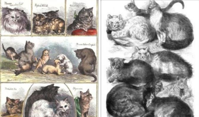 英短猫长大后是什么样的,英短猫的成长大小跟什么有关