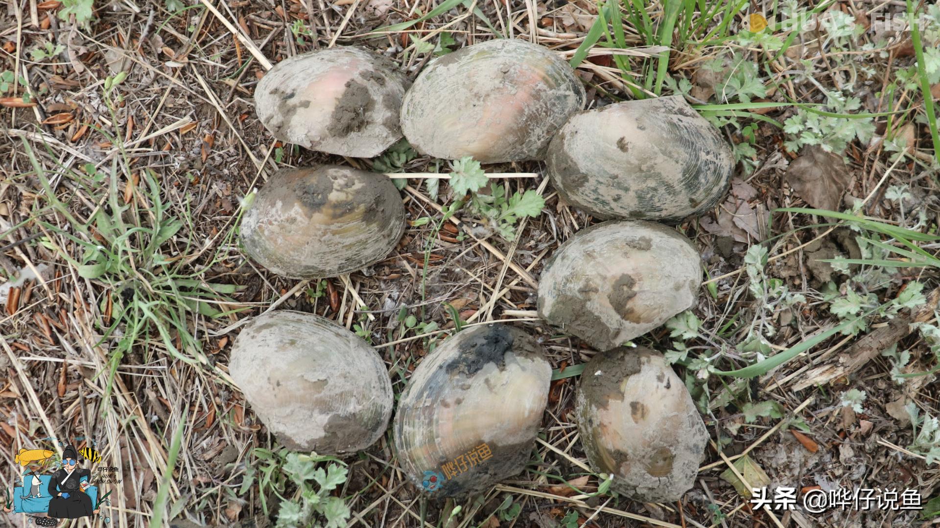 河里抓的河蚌能放到龟缸里吗,河蚌可以放鱼缸里跟鱼一起养吗