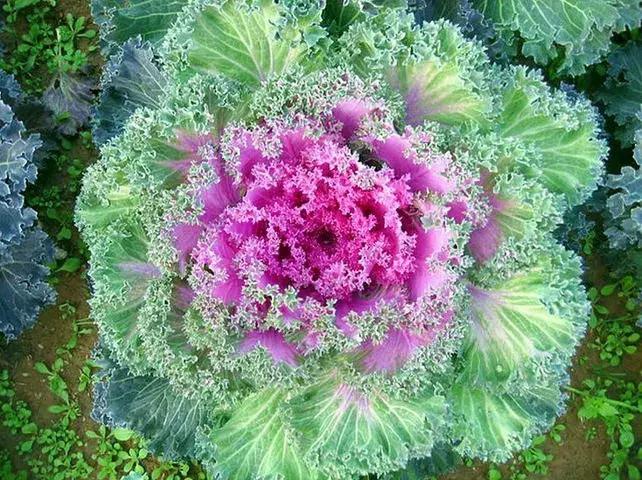 绿色像菜一样的花,像菜一样的花