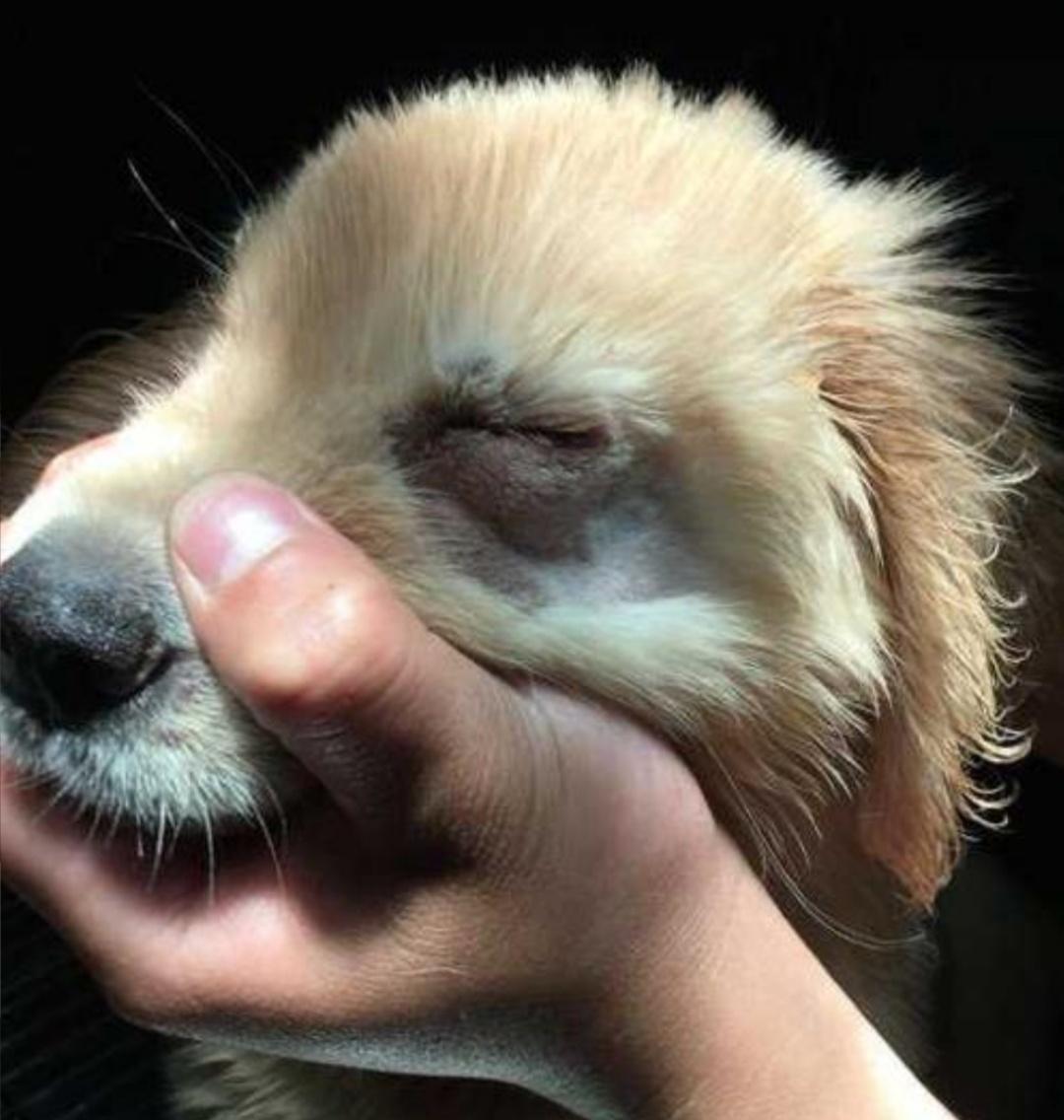 狗狗割双眼皮的危害,狗狗割双眼皮的后果