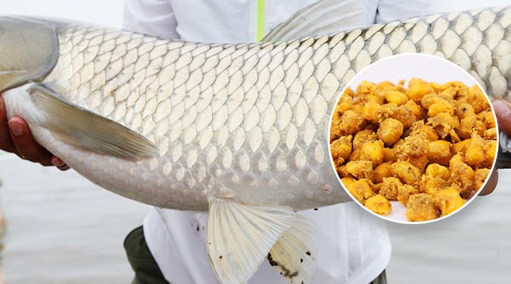 走水小河钓鱼技巧,严重走水的河流钓鱼技巧