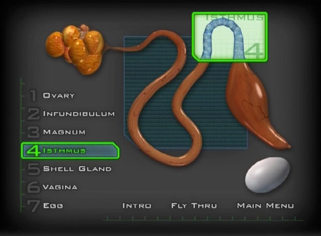 超生动|家禽生殖系统结构和禽蛋形成过程