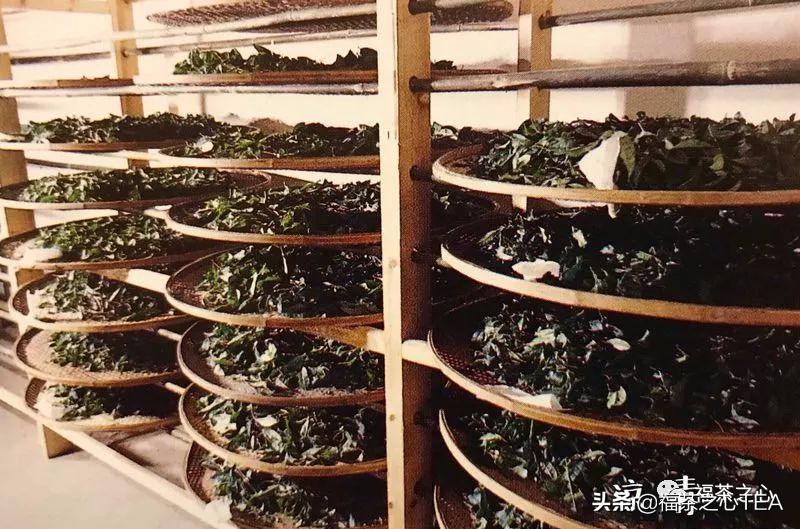 福建武夷山大红袍高香炭焙肉桂,武夷茶大红袍传统技艺