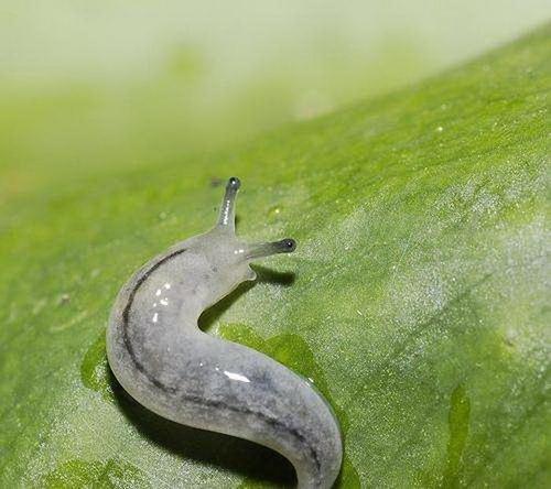 雌雄同体的生物，也有交配之战