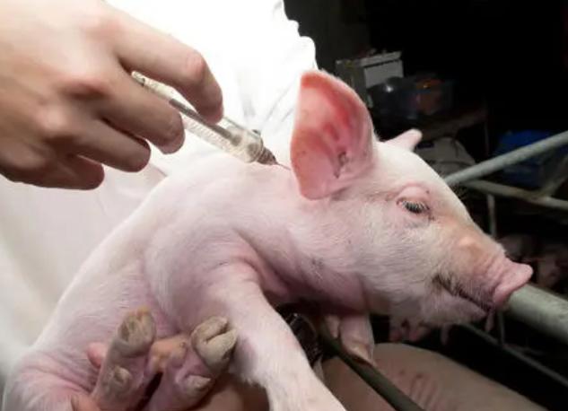 猪口蹄疫病是怎样的症状,猪口蹄疫开始的症状是怎样的