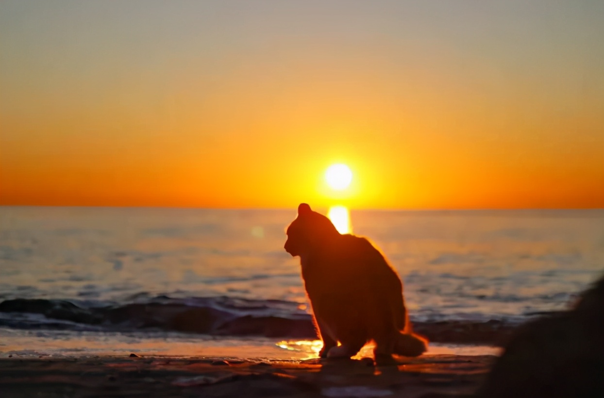 秦皇岛这只网红猫日常“巡逻”你见过吗?岛上还有这些撸猫好去处~