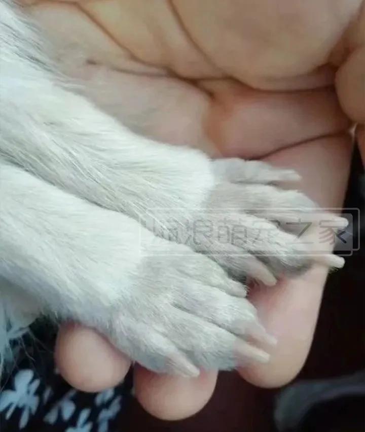 繁殖犬悲惨的下场,一只繁殖犬的悲惨生活