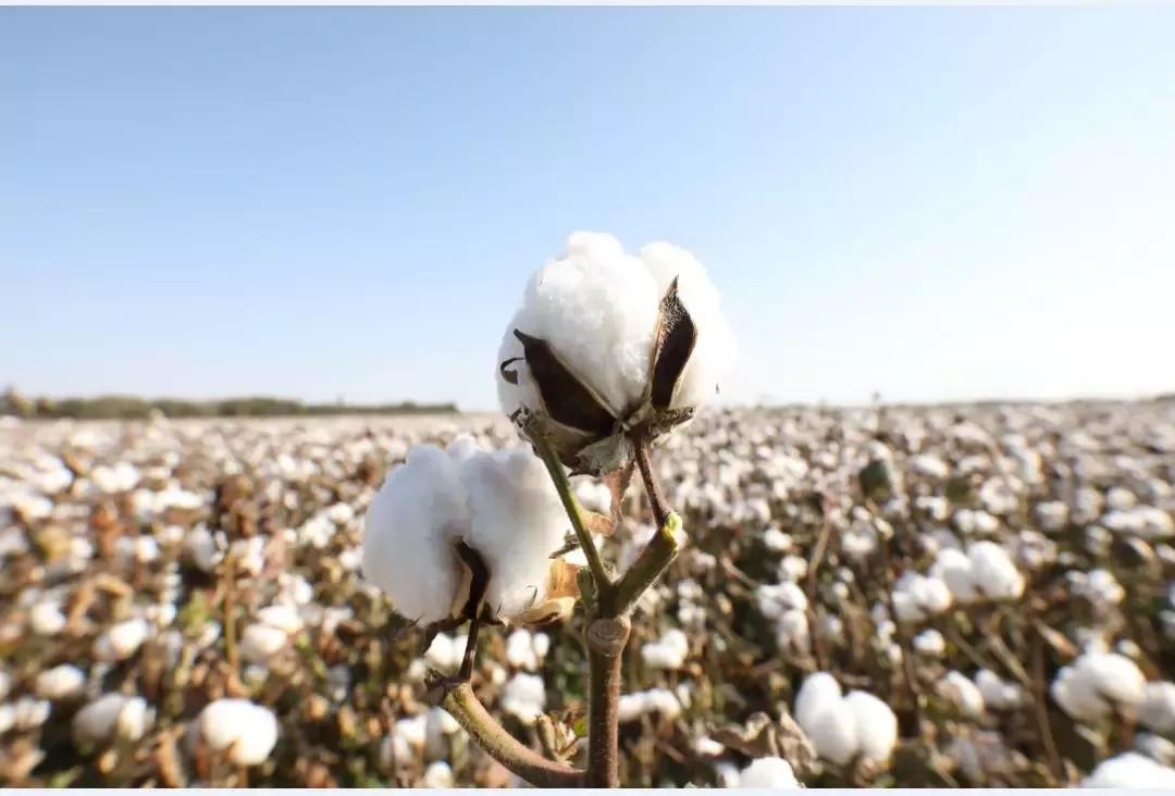 稳健医疗有前途吗,稳健医疗未来趋势