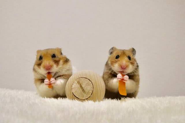 小仓鼠怎么吃才有营养,学生党给仓鼠吃什么