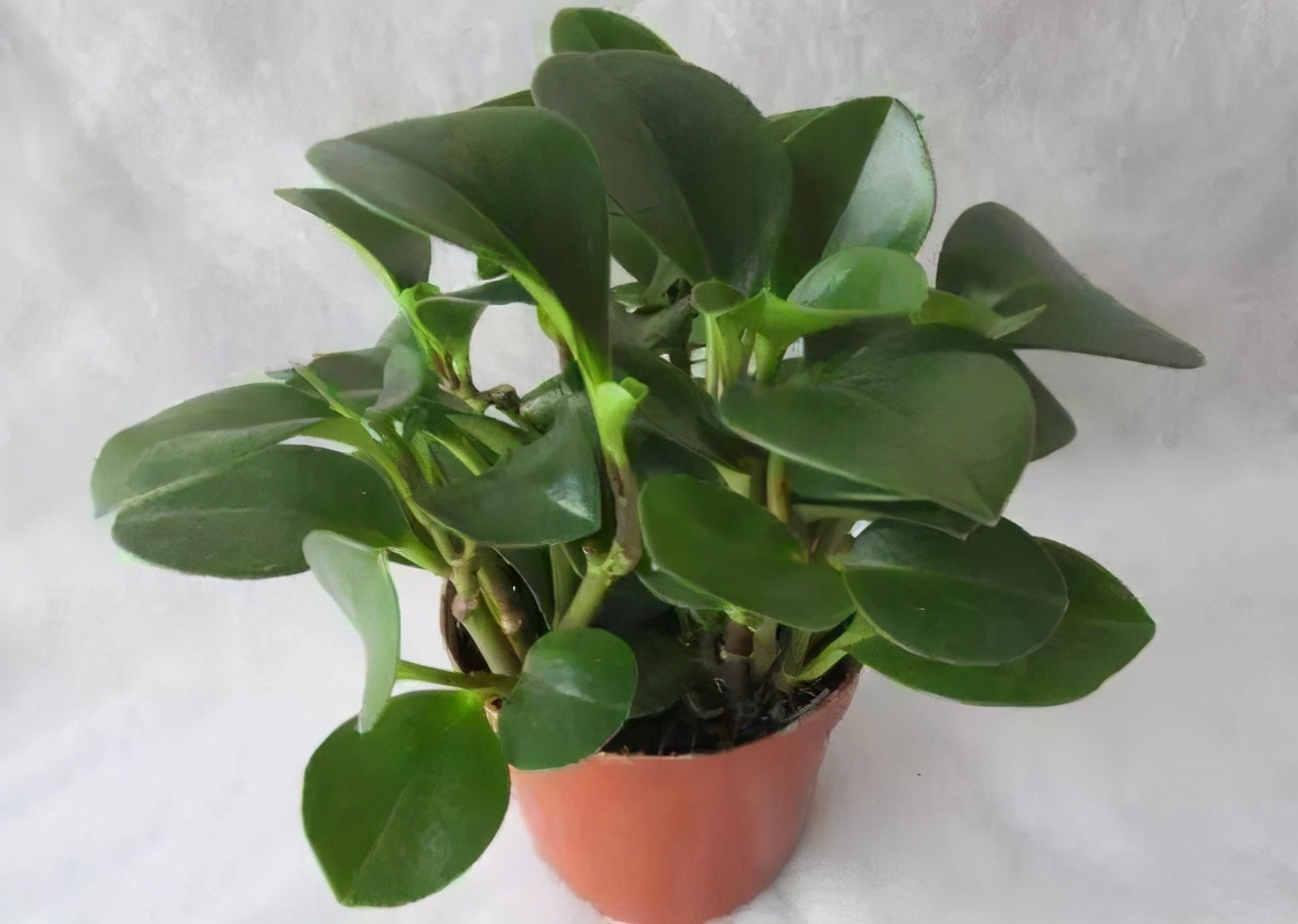 从零开始学养花入门,养花从小小的幼苗到大的说说