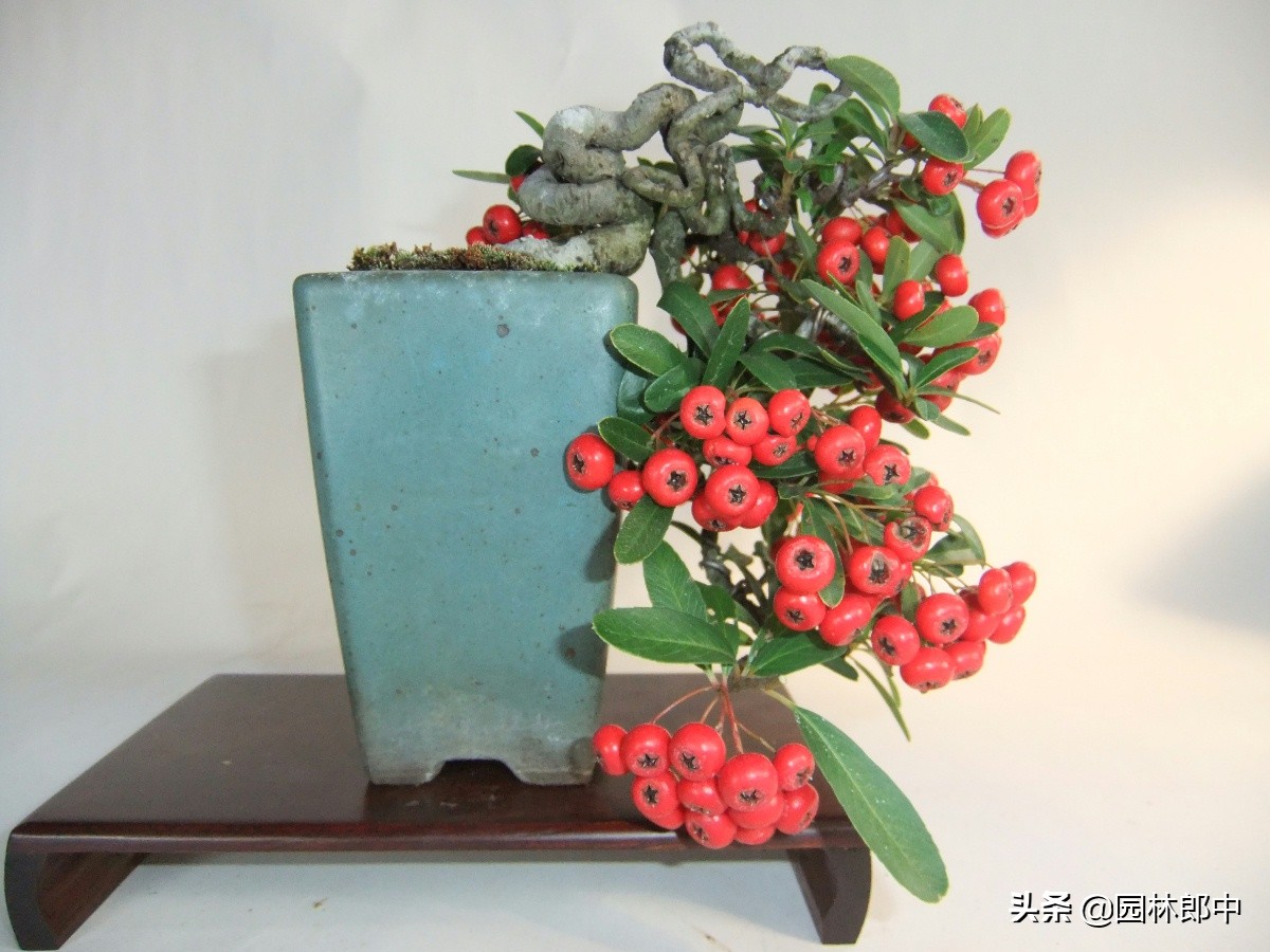 沙棘和火棘的功效有什么区别,火棘和沙棘果有什么区别