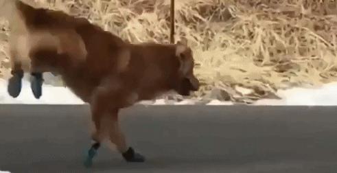 罗马脚埃及脚希腊脚的区别,希腊脚埃及脚罗马脚各的优缺点