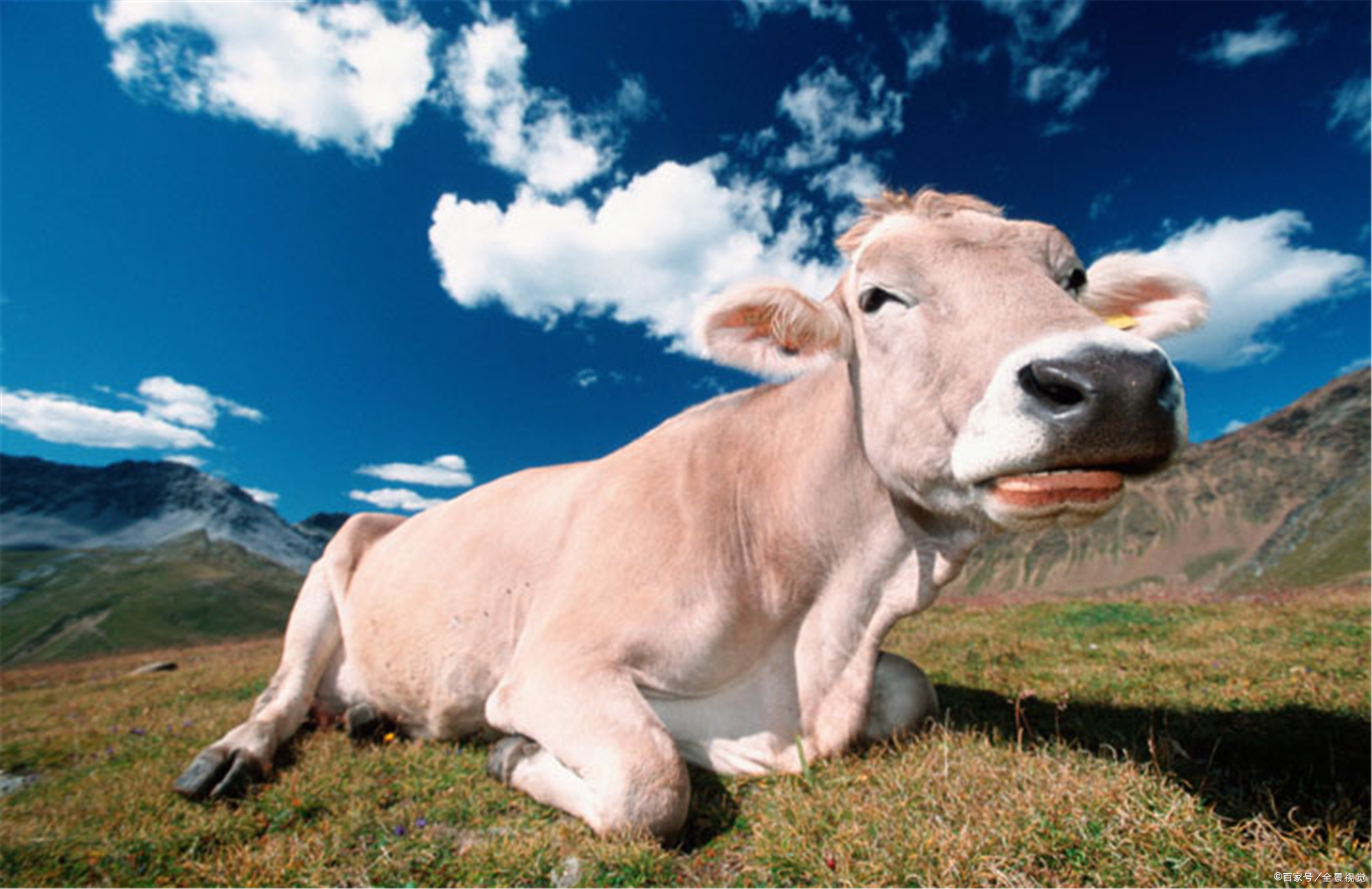 养殖牛犊喂到成牛利润大吗,三百斤的牛犊要养多久才能卖